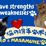 【第46話】猫の得手🐾不得手🐾運動苦手でも弟猫のピンチは俺が救うにゃ～😼✨