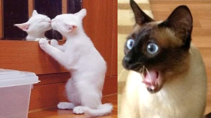 「絶対笑う」最高におもしろ 猫のハプニング, 失敗動画集・かわいい猫 #5