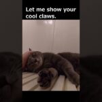 Cat with cool claws! 【爪がかっこいい猫】