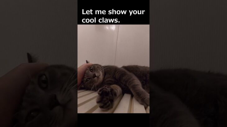 Cat with cool claws! 【爪がかっこいい猫】