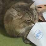 ご飯の方が大切で安心する癒しの猫😀CatVlog499