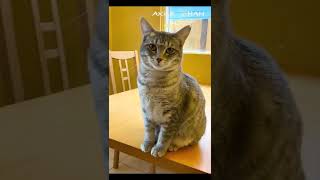 FEMALE KITTEN MEOWING COMPILATION  (Funny Cute and Soft) 可愛い子猫の鳴き声の総集編！ #Shorts