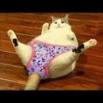 【面白い動画】最高におもしろ 猫のハプニング, 失敗動画集・かわいい猫 #Shorts