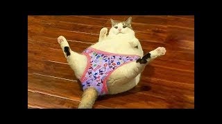 【面白い動画】最高におもしろ 猫のハプニング, 失敗動画集・かわいい猫 #Shorts