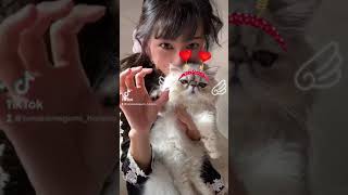 【子猫】 愛猫ろここと😻一緒に #踊ってみた 💃🕺🎵#Shorts #cat #cats #ねこ#ペルシャ猫ろここ#ペルシャ猫 #猫 #子猫#猫好きさんと繋がりたい#ねこのいる生活