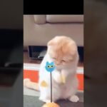 かわいい猫VSオモチャのおもしろ癒し動画#shorts