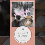 スリッパを履いた子猫 ショートVer. ／kitten wearing slippers  #shorts #kitten #子猫動画