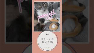 スリッパを履いた子猫 ショートVer. ／kitten wearing slippers  #shorts #kitten #子猫動画