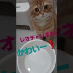 #ネコ #cat #レオ #animal #love #animals #cutecat #水遊び #動物　#睡眠　#shorts 　#short #猫　#猫動画 #おもしろ動画　#ドッキリ #入浴