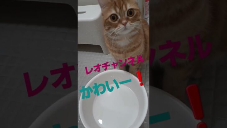 #ネコ #cat #レオ #animal #love #animals #cutecat #水遊び #動物　#睡眠　#shorts 　#short #猫　#猫動画 #おもしろ動画　#ドッキリ #入浴