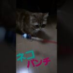 #ネコ #cat #レオ #love #癒し動画 #ねこ #すこ #生活　#遊び　#肉球　#日本　#大阪　#おすすめ #人気 #かわいい #かわいい猫 #アンパンマン　#アニメ　#かわいい
