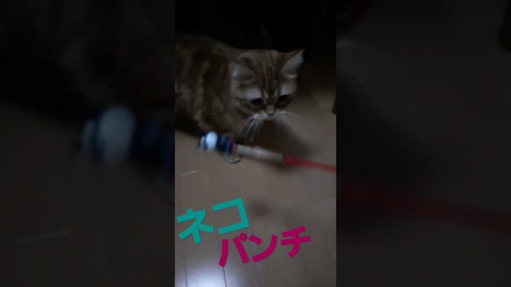 #ネコ #cat #レオ #love #癒し動画 #ねこ #すこ #生活　#遊び　#肉球　#日本　#大阪　#おすすめ #人気 #かわいい #かわいい猫 #アンパンマン　#アニメ　#かわいい