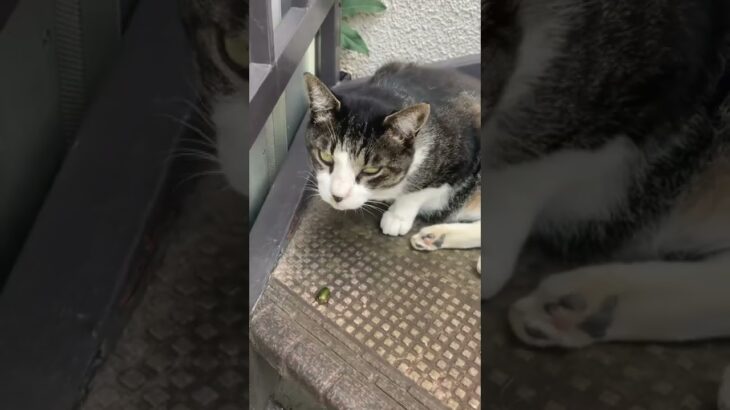 lazy cat vs beetle🥺 #vlog #cats #ねこ #猫動画