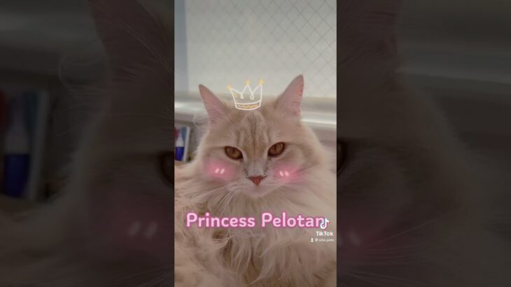 姫のプロモーションビデオです♡ #princess #cutecat #かわいい猫