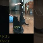 人身事故……？ 猫身事故やね(￣▽￣;)        #猫動画 #short