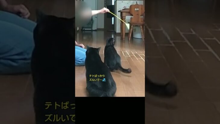 人身事故……？ 猫身事故やね(￣▽￣;)        #猫動画 #short