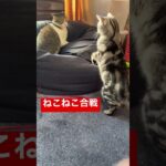 仁義なき椅子取りゲーム☆奪い合う猫達　#おもしろ #ねこ #shorts