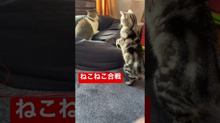 仁義なき椅子取りゲーム☆奪い合う猫達　#おもしろ #ねこ #shorts