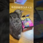 おやつに狂う子猫#かわいい #保護猫 #子猫 #ねこのいる生活