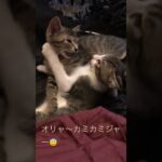 カミカミでじゃれあってるニャー🤭#子猫#保護猫#かわいい