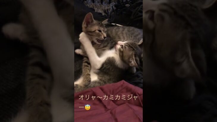 カミカミでじゃれあってるニャー🤭#子猫#保護猫#かわいい