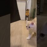 遊んでるうちに何かを悟った子猫