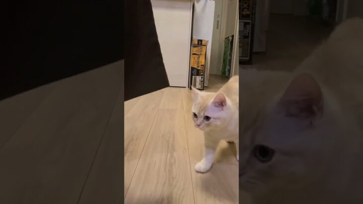 遊んでるうちに何かを悟った子猫