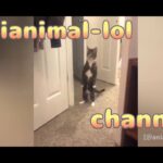 猫の笑える動画、面白い猫、ハプニング集