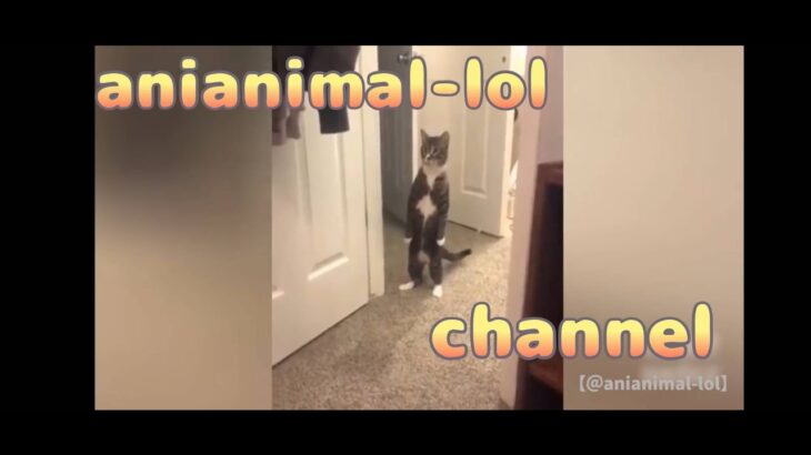 猫の笑える動画、面白い猫、ハプニング集