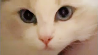 ラグドールのまりんちゃん、初めての動画撮影#猫動画 #ラグドール#癒し #ペット