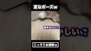 カーテンの裏で猫がコソコソしてたからひっぺがしてみたｗｗｗ