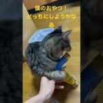 おやつ大好きな子猫。#かわいい #保護猫 #子猫 #ねこのいる生活