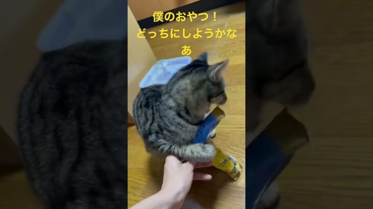 おやつ大好きな子猫。#かわいい #保護猫 #子猫 #ねこのいる生活