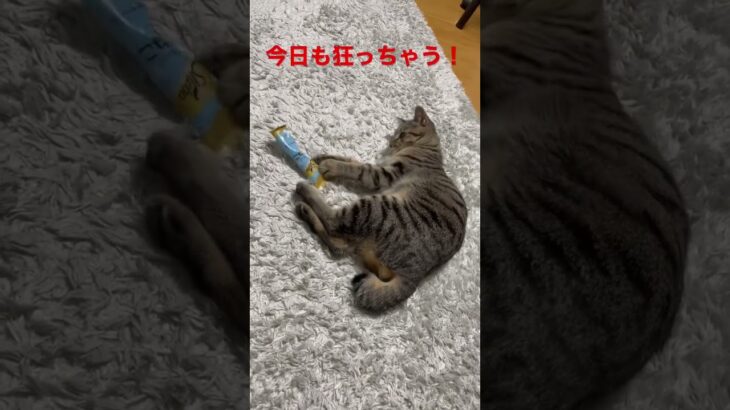 おやつを大事に隠しながらも狂ってしまう子猫#かわいい #ねこのいる生活 #保護猫 #子猫