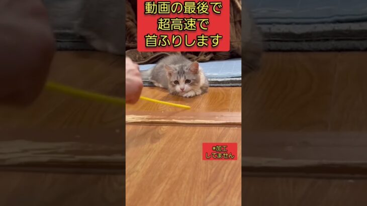 えっ！こんな動きする猫いる？