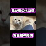 休日のお昼寝時間がかわいい猫たち♡