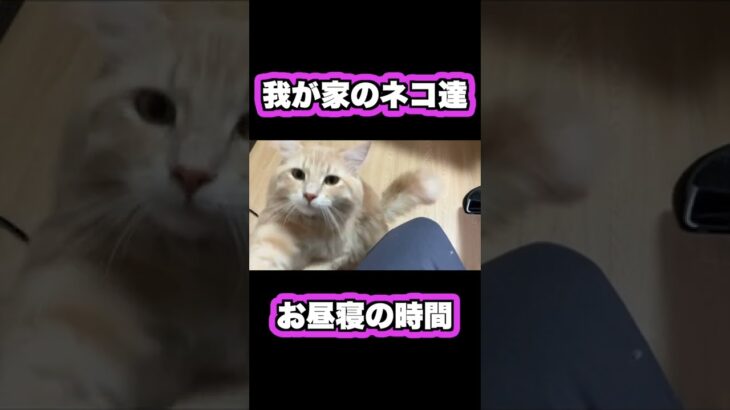 休日のお昼寝時間がかわいい猫たち♡