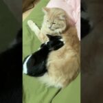 サイベリアンのふわ毛に顔をつっこむ子猫さんｗ