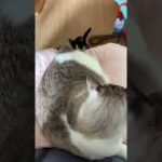 しっぽで子猫と遊んであげる先住猫ｗ