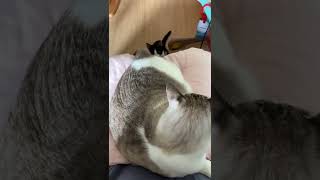 しっぽで子猫と遊んであげる先住猫ｗ