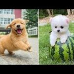 「かわいい」１０分間腹が痛いほど爆笑する犬, 猫,動物のおもしろハプニング