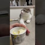 アイス食べたい子猫