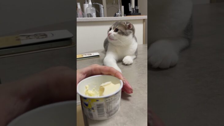 アイス食べたい子猫