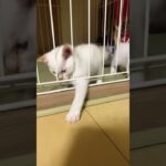 本当にありがとうございます。子猫達飼い主決まりました。捨て猫に未来をありがとうございます。