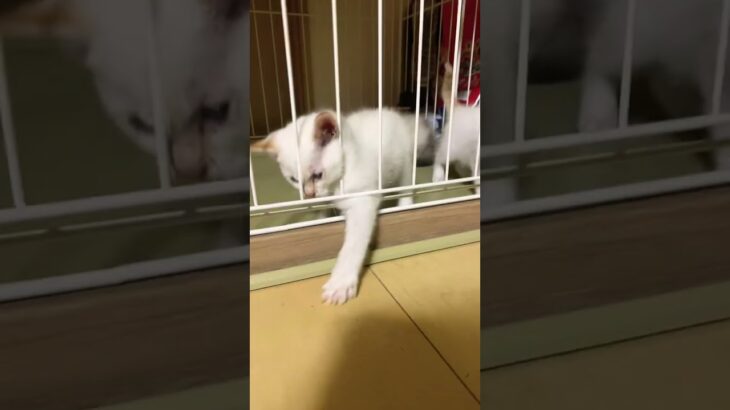 本当にありがとうございます。子猫達飼い主決まりました。捨て猫に未来をありがとうございます。