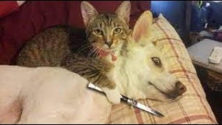 猫腰振り- おかしい猫 – かわいい猫 – おもしろ猫動画#猫 #猫かわいい #子猫可愛い猫 #猫おもしろ