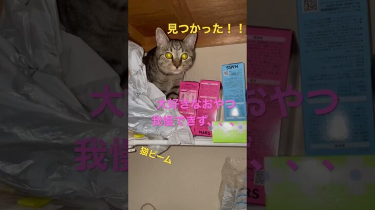 おやつの在処を見つけた子猫。#かわいい #保護猫 #子猫 #ねこのいる生活