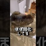 猫あるある。アラフィフの癒し。踏んじゃうよ。カメレオン猫それも愛おしい。