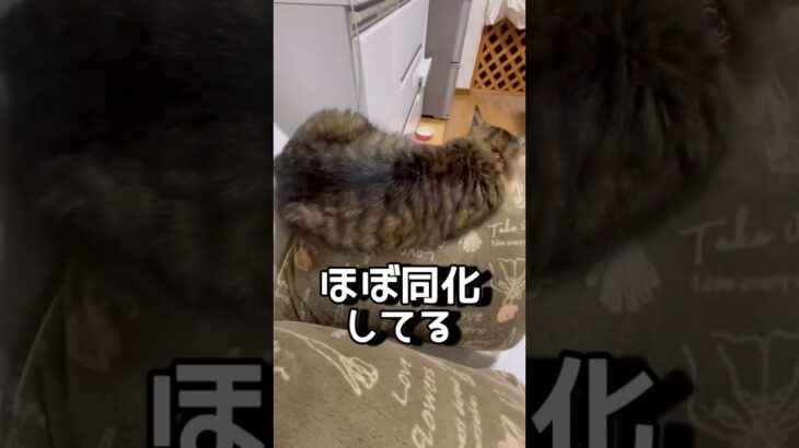 猫あるある。アラフィフの癒し。踏んじゃうよ。カメレオン猫それも愛おしい。