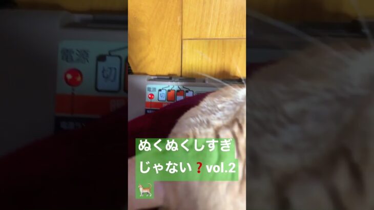 ぬくぬくしすぎじゃない❓vol.2🐈　#癒し猫  #猫動画  #おもしろ猫